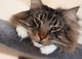 Gatto delle foreste norvegesi: origini, storia e carattere vichingo