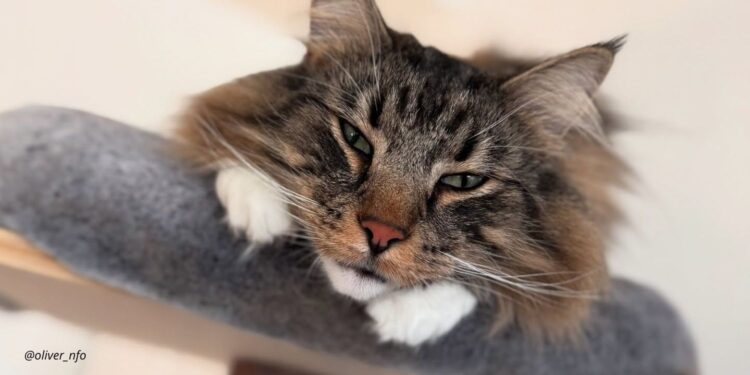 Gatto delle foreste norvegesi: origini, storia e carattere vichingo